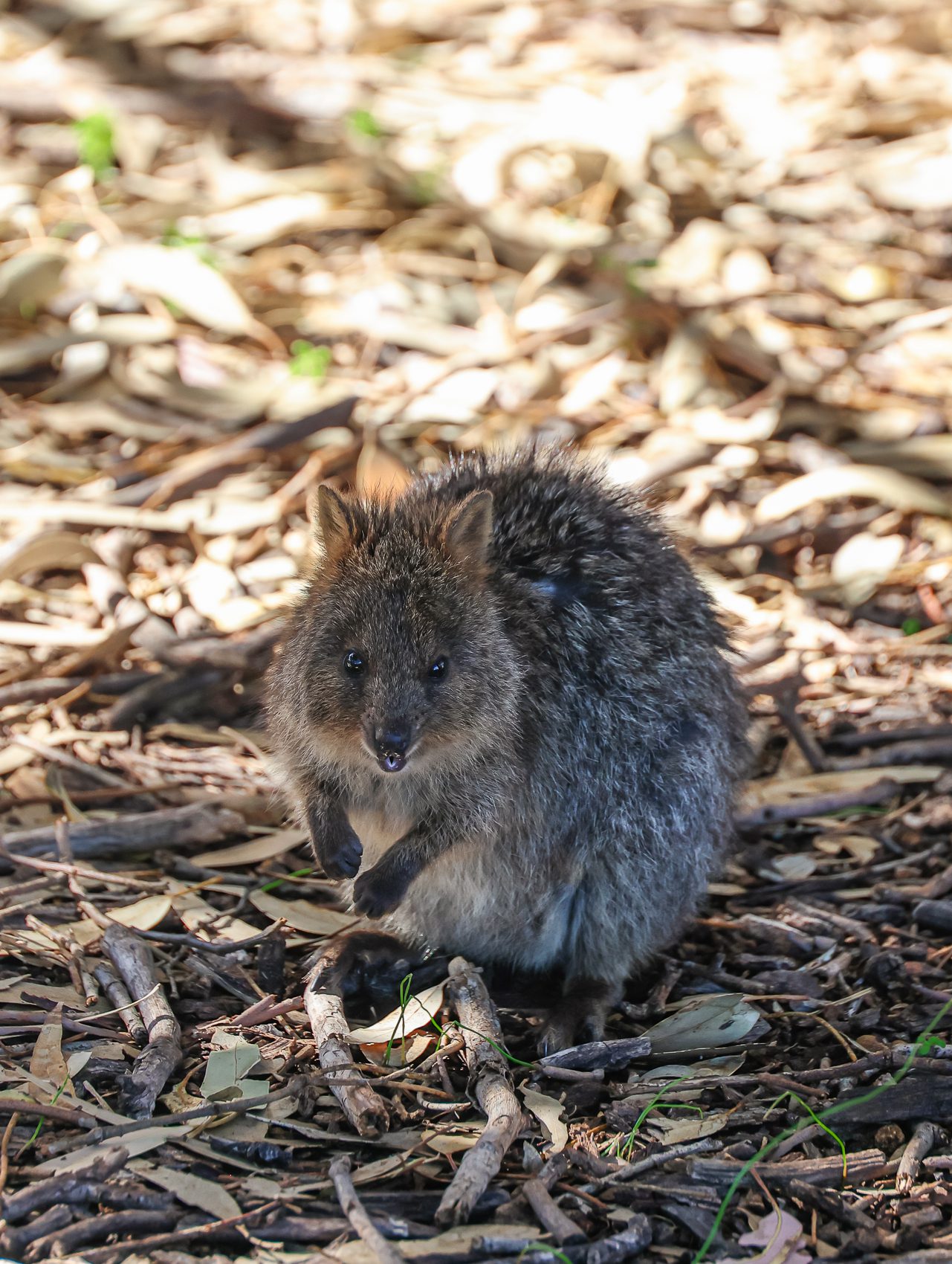Fremantle Rottnest Australia